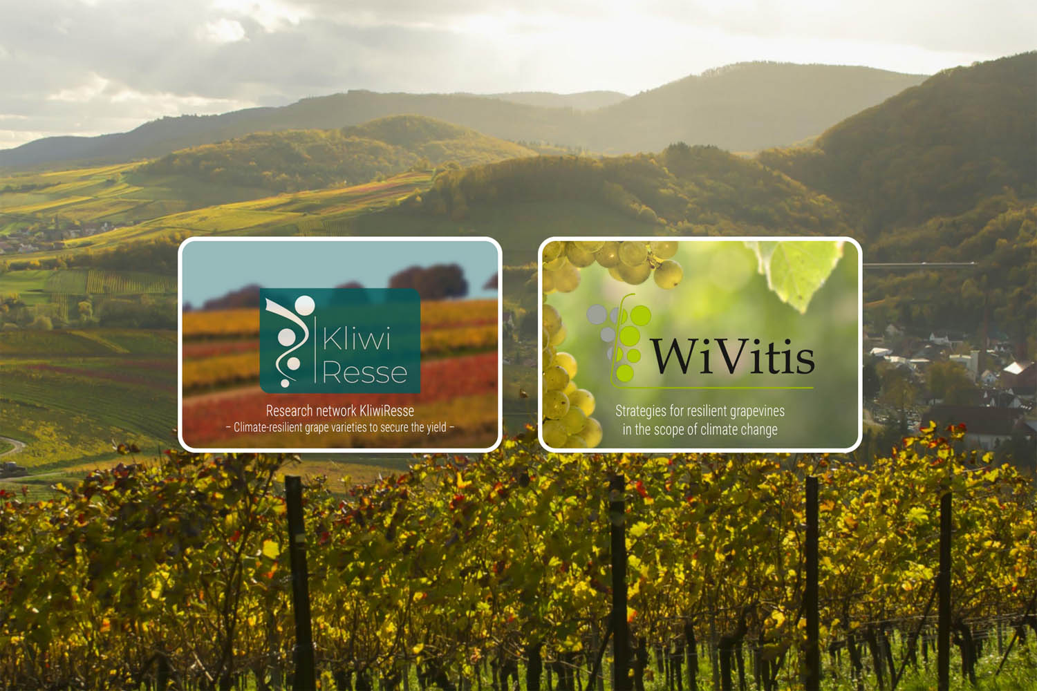 Startseite interreg-Portal wine-science.eu: das Foto zeigt im Hintergrund einen Blick über die Weinberge bei Albersweiler in der Südpfalz
